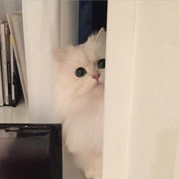 Meet your Posher, Zoey - Picture 1 of 1